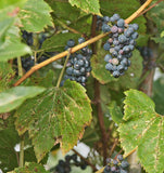 10 Graines de Vigne des rivages, Vitis Riparia