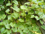 10 Graines de Vigne des rivages, Vitis Riparia