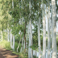 5 Graines d'Eucalyptus dalrympleana, Eucalyptus blanc des montagnes, Gommier blanc des montagnes