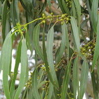 40 Graines d'Eucalyptus dalrympleana, Eucalyptus blanc des montagnes, Gommier blanc des montagnes