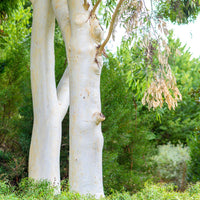 40 Graines d'Eucalyptus dalrympleana, Eucalyptus blanc des montagnes, Gommier blanc des montagnes