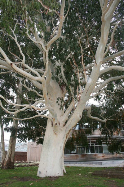 20 Graines d'Eucalyptus dalrympleana, Eucalyptus blanc des montagnes, Gommier blanc des montagnes