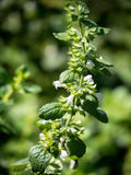 Graines de Mélisse Officinale Plante Médicinale Herbe Aromatique Vivace Melissa Officinalis Feuille à abeilles Herbe aux abeilles