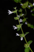 Graines de Mélisse Officinale Plante Médicinale Herbe Aromatique Vivace Melissa Officinalis Feuille à abeilles Herbe aux abeilles