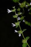 Graines de Mélisse Officinale Plante Médicinale Herbe Aromatique Vivace Melissa Officinalis Feuille à abeilles Herbe aux abeilles