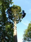 Graines de Sapin de Vancouver, Sapin géant, Abies Grandis, Bonsaï