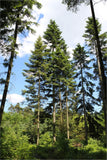 Graines de Sapin de Vancouver, Sapin géant, Abies Grandis, Bonsaï