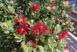 7 Graines Pohutukawa, Metrosideros excelsa, arbre de Noël de Nouvelle-Zélande