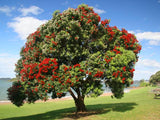 5 Graines Pohutukawa, Metrosideros excelsa, arbre de Noël de Nouvelle-Zélande