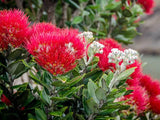 10 Graines Pohutukawa, Metrosideros excelsa, arbre de Noël de Nouvelle-Zélande