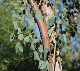 10 Graines Eucalyptus camphora, Gommier des Marais