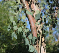 3 Graines Eucalyptus camphora, Gommier des Marais