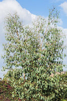 3 Graines Eucalyptus camphora, Gommier des Marais