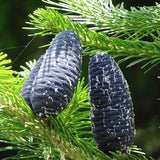 3 Graines Abies pindrow, Sapin Pindrow, Sapin de l' Himalaya occidental