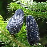 10 Graines Abies pindrow, Sapin Pindrow, Sapin de l' Himalaya occidental