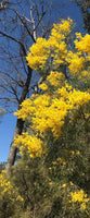 Graines Acacia adunca, Mimosa de Wallangarra