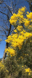 Graines Acacia adunca, Mimosa de Wallangarra