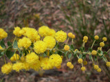 Graines Acacia uncinata