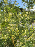 Graines Acacia deanei, Mimosa de Deane