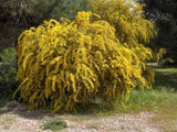 Graines Acacia cyanophylla, Mimosa à feuilles de Saule