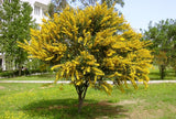 Graines Acacia cyanophylla, Mimosa à feuilles de Saule