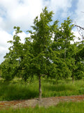 3 Graines de Carpinus cordata