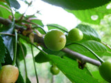 Graines Prunus Serotina, Cerisier "Melitopol Black" Bio