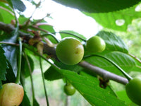 Graines Prunus Avium, Cerisier "Rainer" Bio