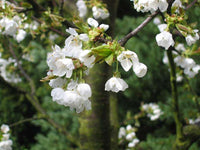 Graines Prunus Avium, Cerisier "Morello" Bio