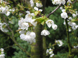 Graines Prunus Avium, Cerisier "Rainer" Bio