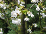 Graines Prunus Avium, Cerisier "Zhurba" Bio