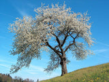 Graines Prunus Cerasus, Cerisier "Donchanka" Bio