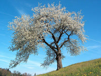 Graines Prunus Avium, Cerisier "Morello" Bio