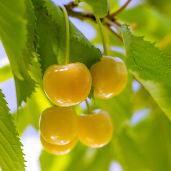 Graines Prunus Avium, Cerisier "Zhurba" Bio