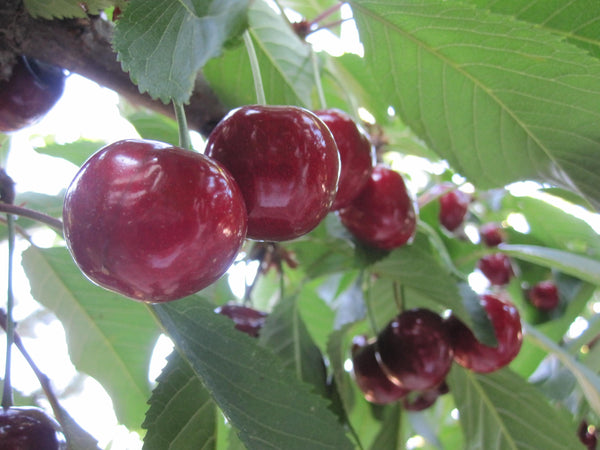 Graines Prunus Serotina, Cerisier "Melitopol Black" Bio