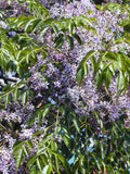 Graines de Melia Azedarach, Lilas des Indes