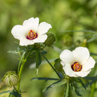 5 Graines de Ketmie d'Afrique, Fleur d'une heure, Hibiscus trionum