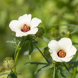 3 Graines de Ketmie d'Afrique, Fleur d'une heure, Hibiscus trionum