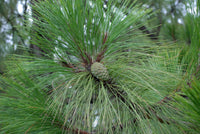 10 Graines de Pin de Yunnan, Pinus yunnanensis