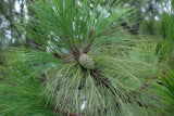 10 Graines de Pin de Yunnan, Pinus yunnanensis