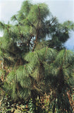 3 Graines de Pin de Yunnan, Pinus yunnanensis