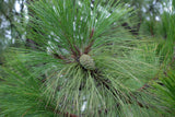 3 Graines de Pin de Yunnan, Pinus yunnanensis