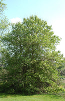 10 Graines de Lilas de Pékin, Syringa pekinensis