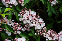 25 Graines Kalmia latifolia, Laurier des montagnes, Laurier d'Amérique, Kalmie