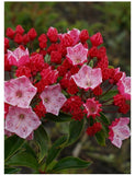 25 Graines Kalmia latifolia, Laurier des montagnes, Laurier d'Amérique, Kalmie