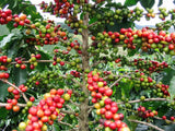 Graines Coffea arabica "Himalaya", Caféier arabica