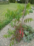 10 Graines de Rhus sylvestris