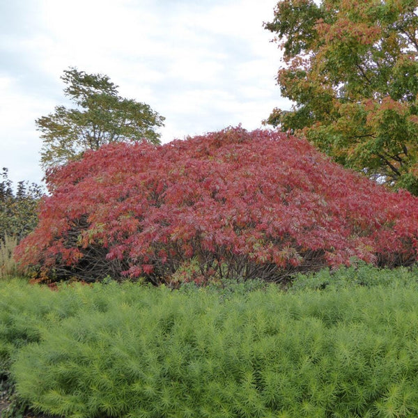 7 Graines de Rhus copallina, Rhus copallinum, Sumac ailé, Sumac brillant, Sumac nain, Sumac flamboyant