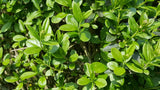 10 Graines de Troène commun, Troène d'Europe, Ligustrum vulgare