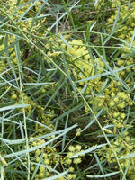 Graines Acacia iteaphylla, Mimosa à feuilles de saule